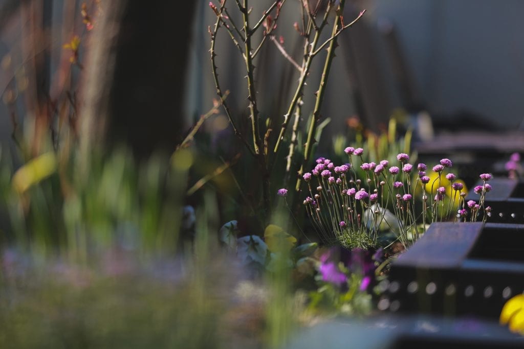 Takterrass Blommor Freys Hotel Lilla Radmannen